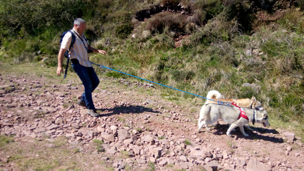 photo rando chiens