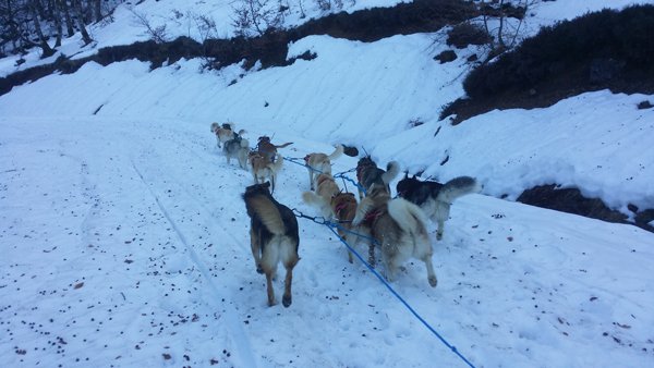 chiens à l'entrainement