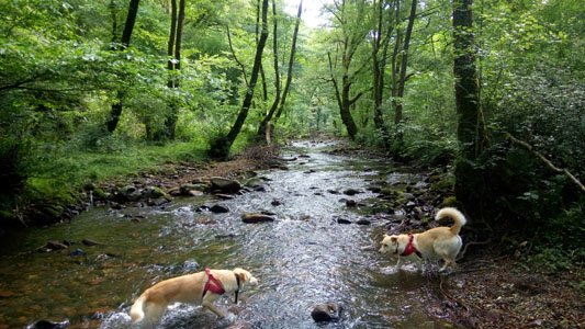 Le chemin forestier du Pic d'Orhy